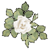 rose24_c5by.gif