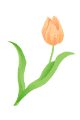 tulip02_c1a.gif