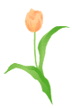 tulip02_c1b.gif