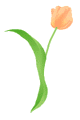 tulip02_c1c.gif