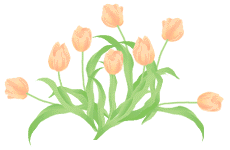 tulip02_c4.gif